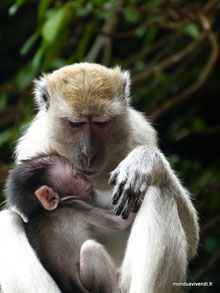 Macaques Crabiers - Malaisie